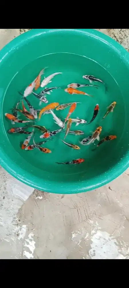 Koi mix 30 ekor