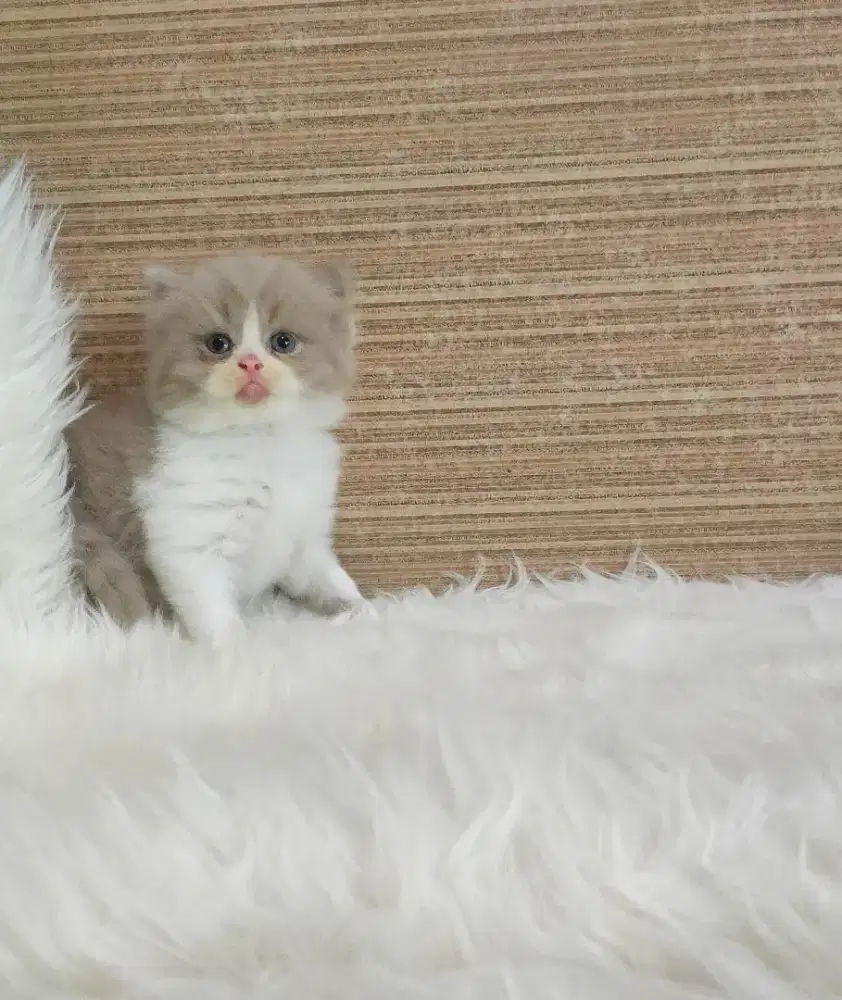 Munchkin NS bico fawn