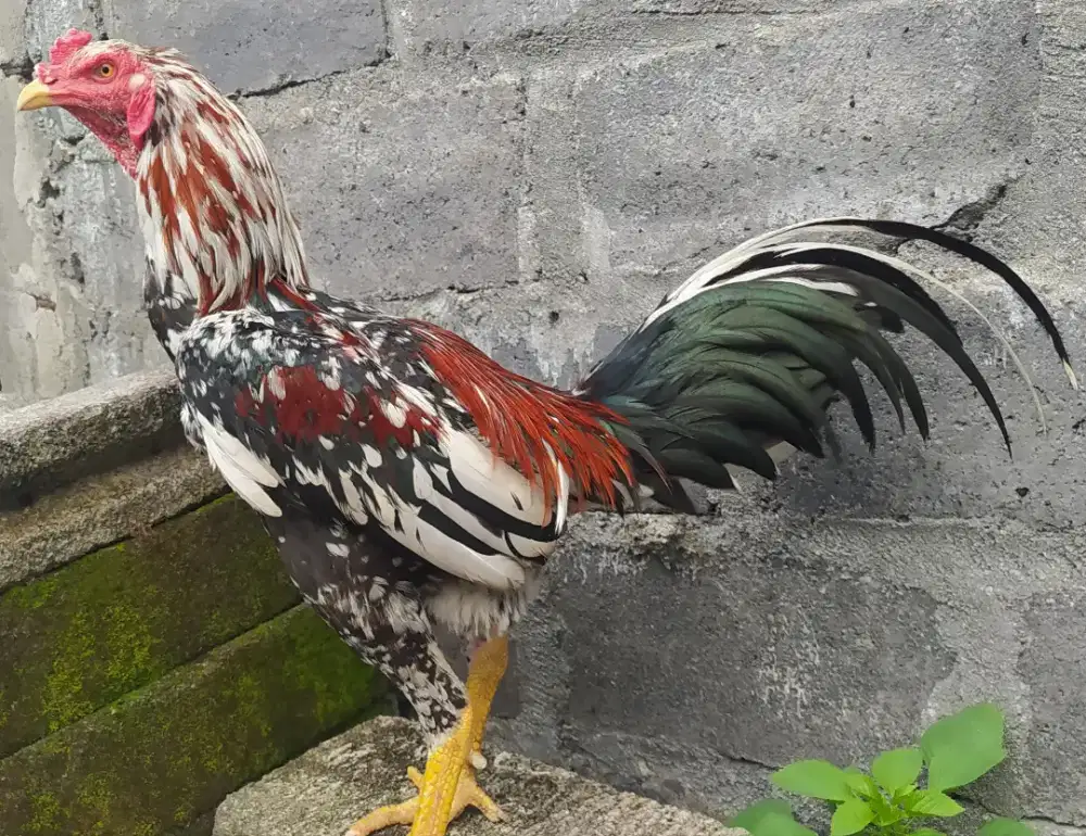 Ayam Pakhoy Speed Brutal