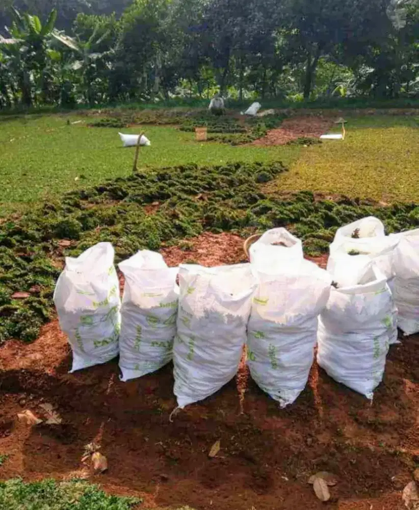 Jual rumput taman gajah mini dan rumput jepang