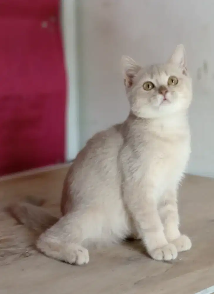 British Shorthair Lilac Golden