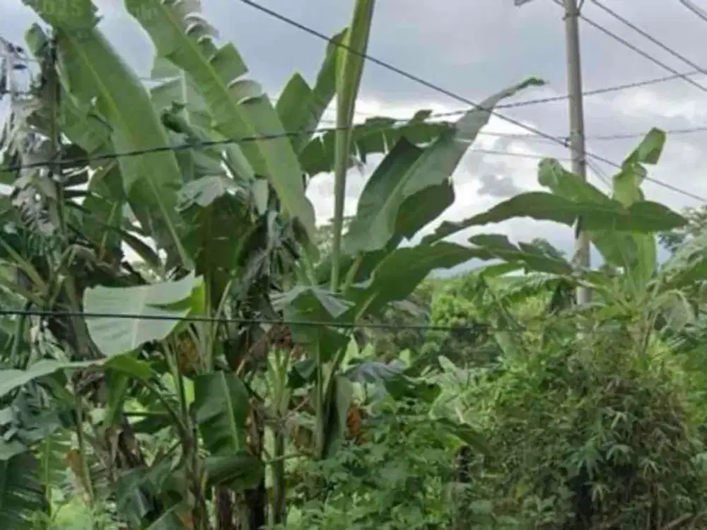 Tanah Luas di Jatibarang