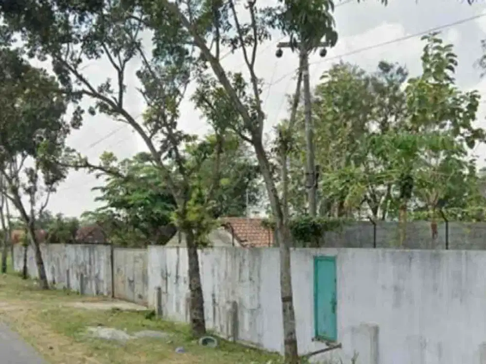 Jual Tanah Sangat Luas cocok untuk perumahan di Blaru Pati