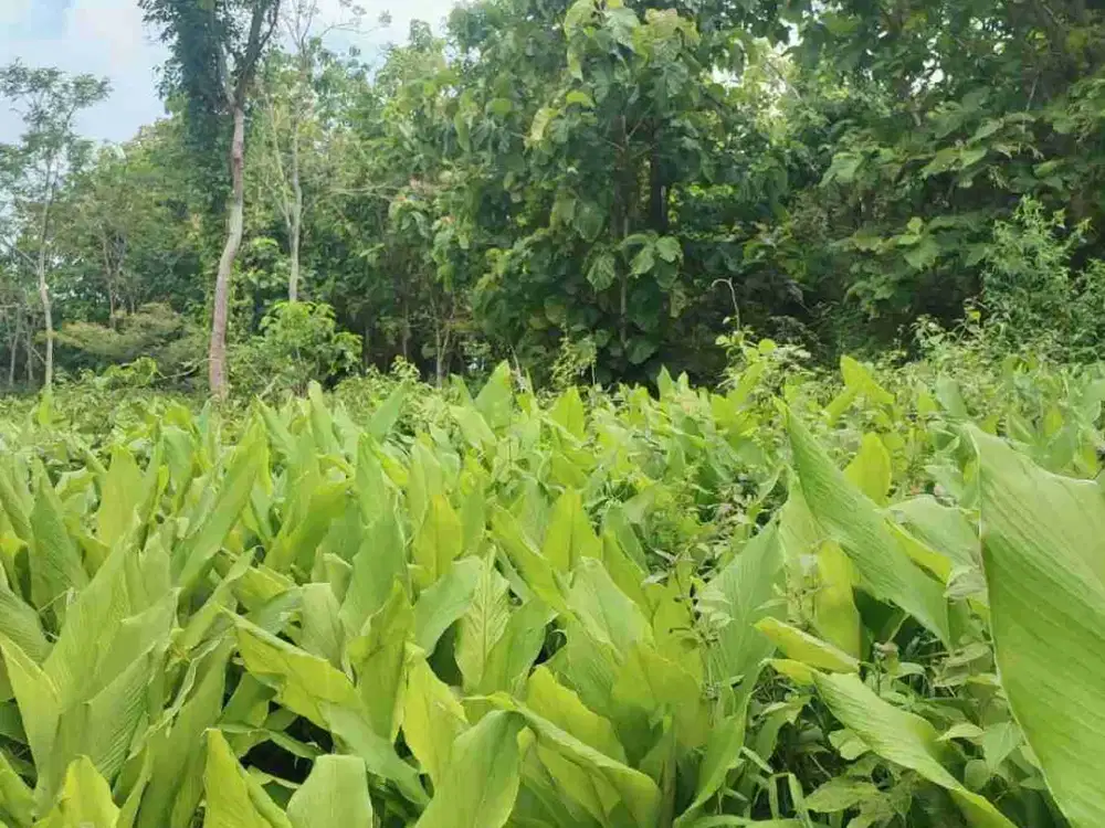 Dijual kebun Multitanaman di Bondowoso