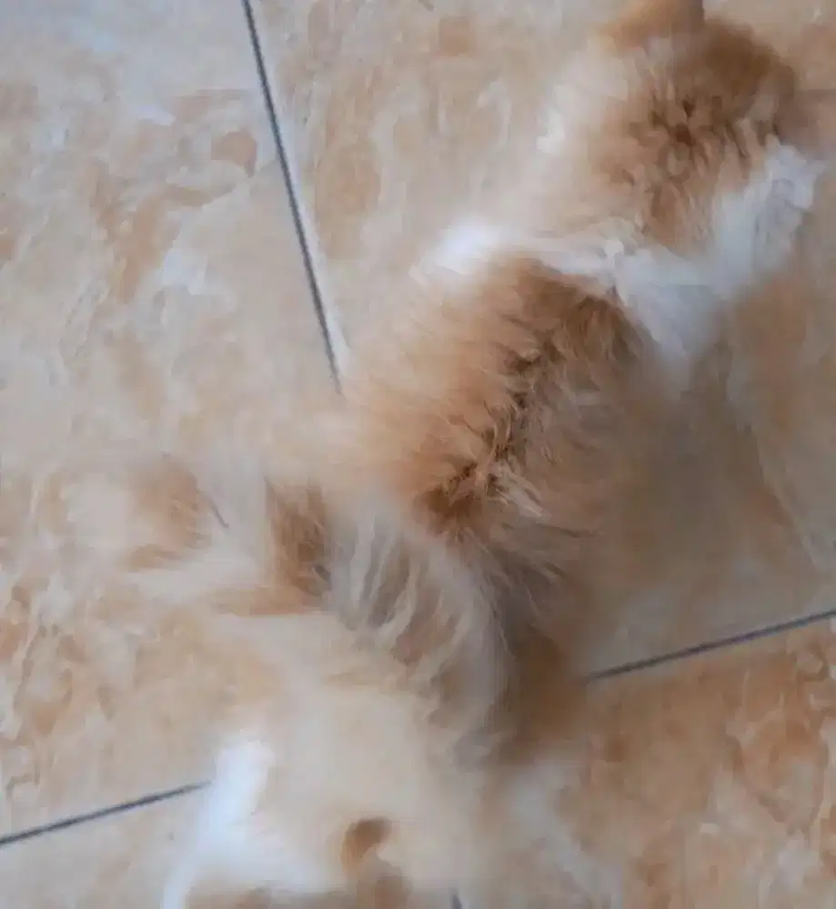 Salon anjing dan kucing panggilan terdekat di jakarta utara