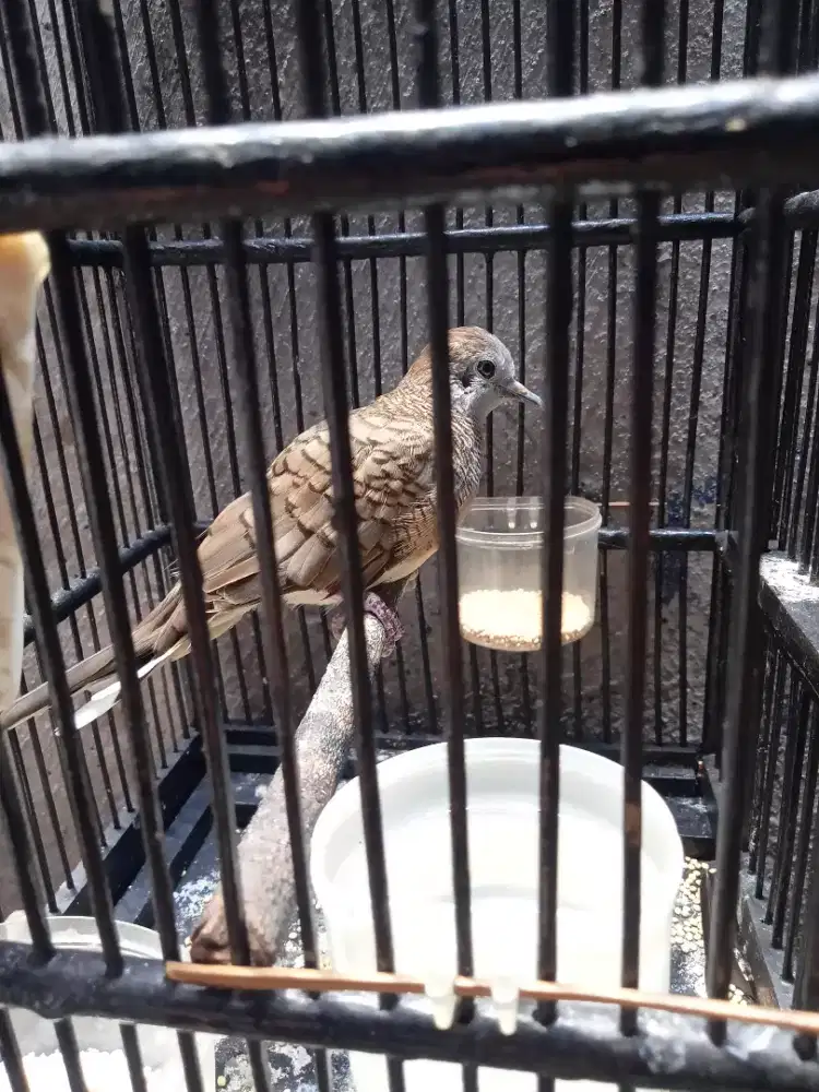 Burung perkutut lokal fulset