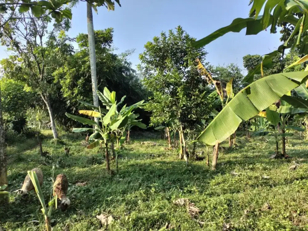 Di jual tanah di desa Cinangka belakang pabrik botol
