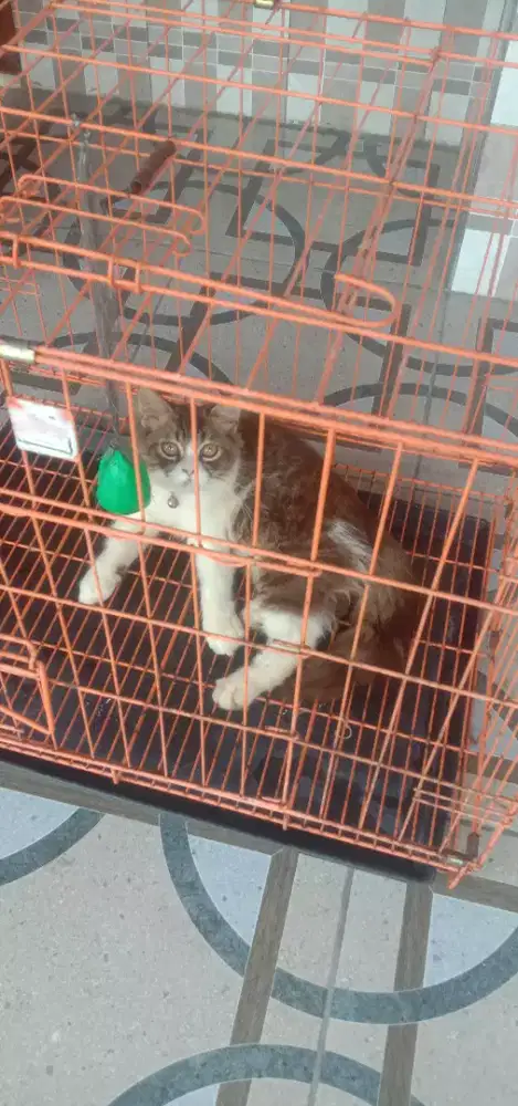 Kandang + Persia jantan 4 bulan