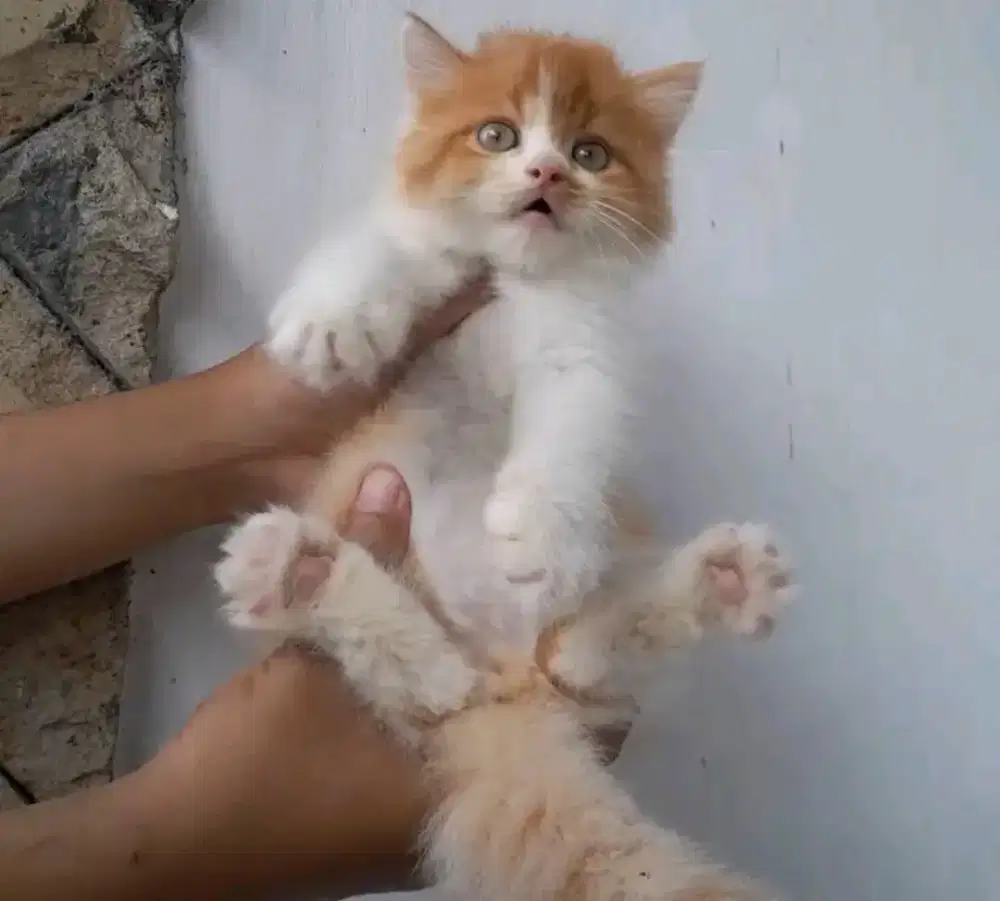 INDOPET GROOMING PANGGILAN CAT&DOG_TANJUNGPRIOK