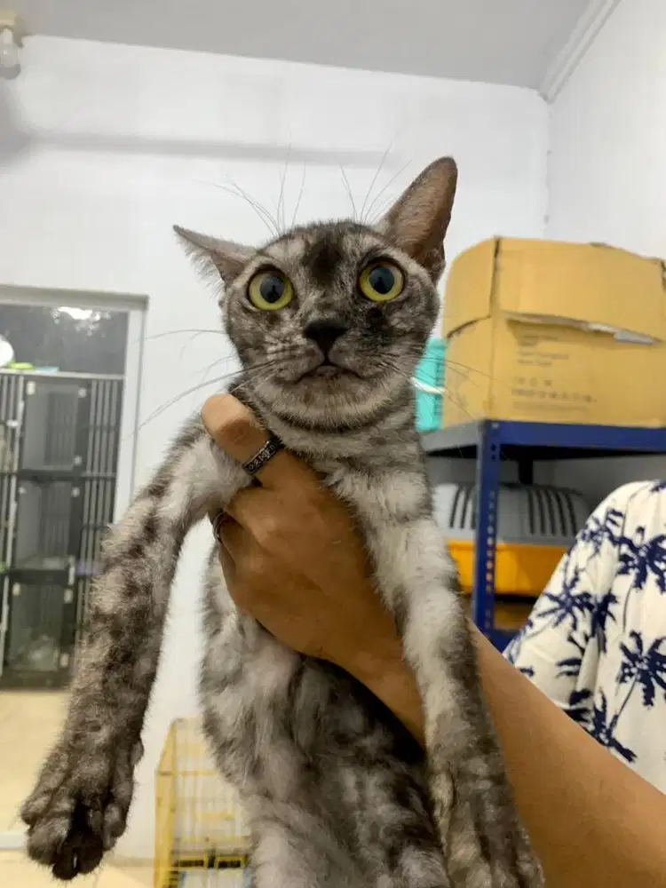 Dibutuhkan cepat Groomer Klinik Hewan