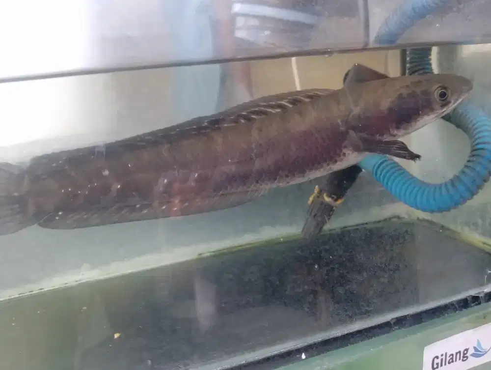 Ikan chana Mary Ys 25 cm an