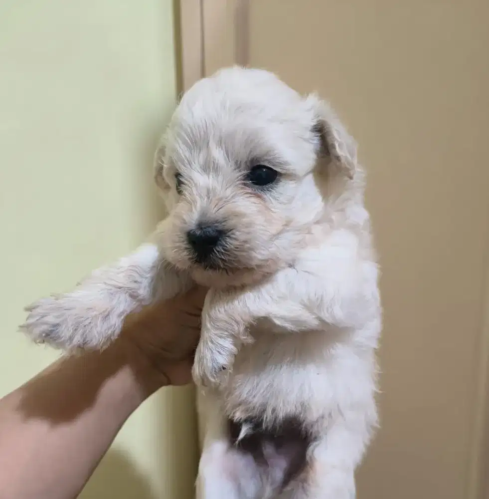 Anjing maltipoo jntn