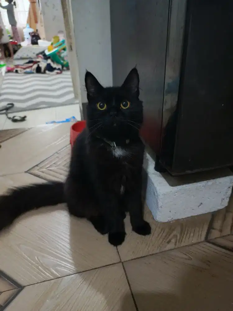 kucing persia anggora betina nama: oreo