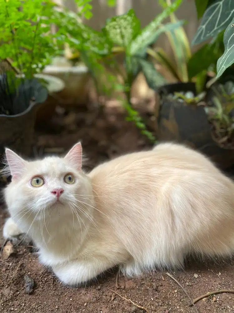 Open adopt/adopsi kucing jantan NS munchkin X himalaya