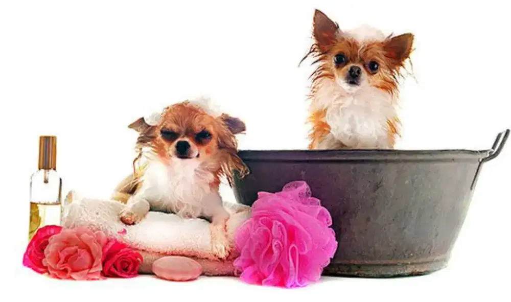 Indopet grooming panggilan cat&dog terdekart