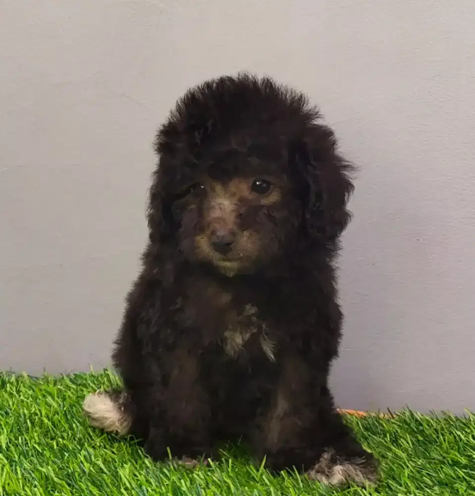 Liburan Bersama Puppy Poodle