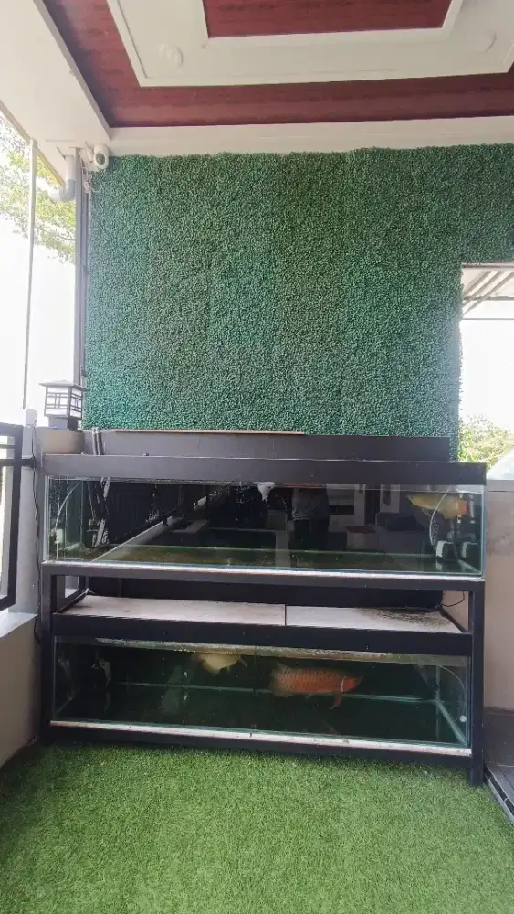 ARWANA SUPER RED + TANK