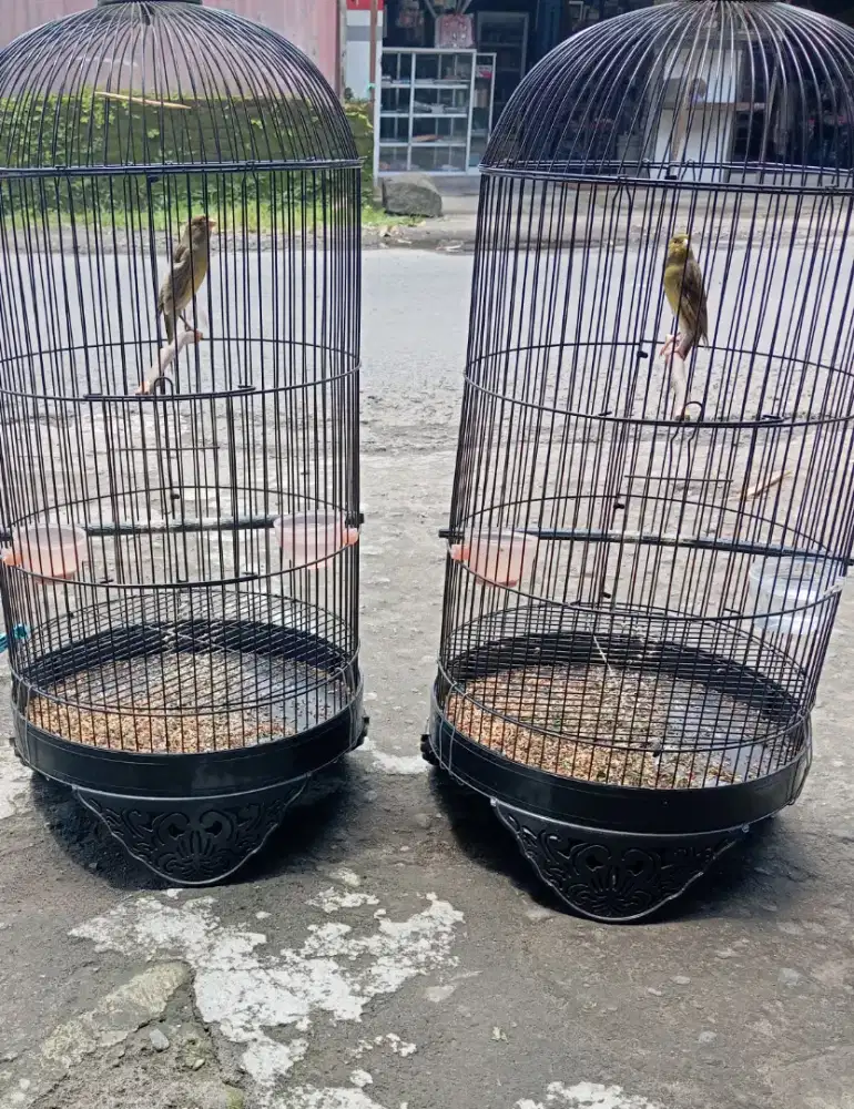 Kenari jantan 2 ekor