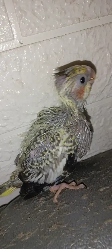 Anakan Falk pearl split WF