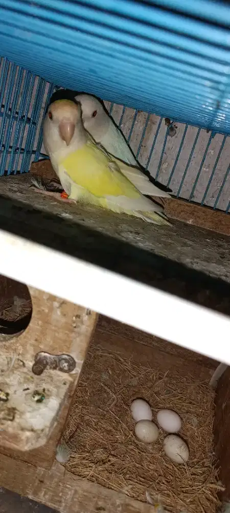 Indukan NK mata merah