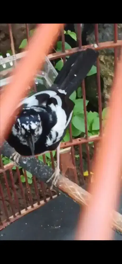 Murai jantan blorok extreme semi Panda