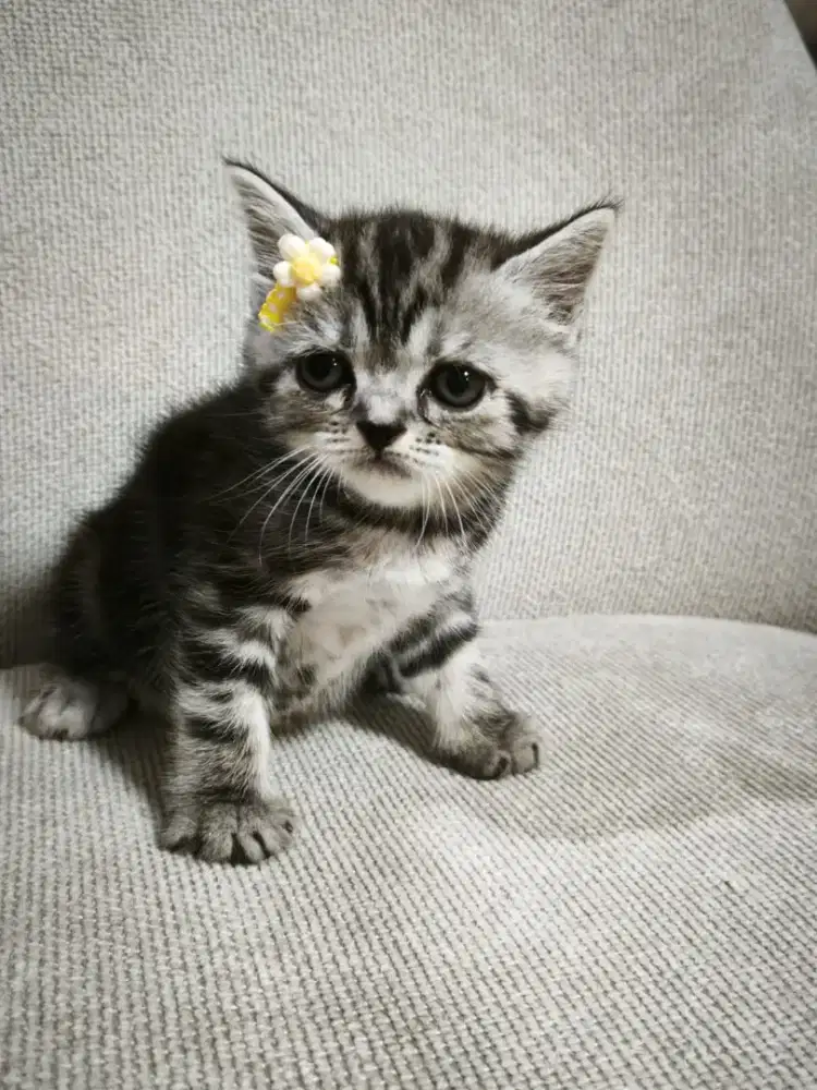 Kucing kitten Scottish straight