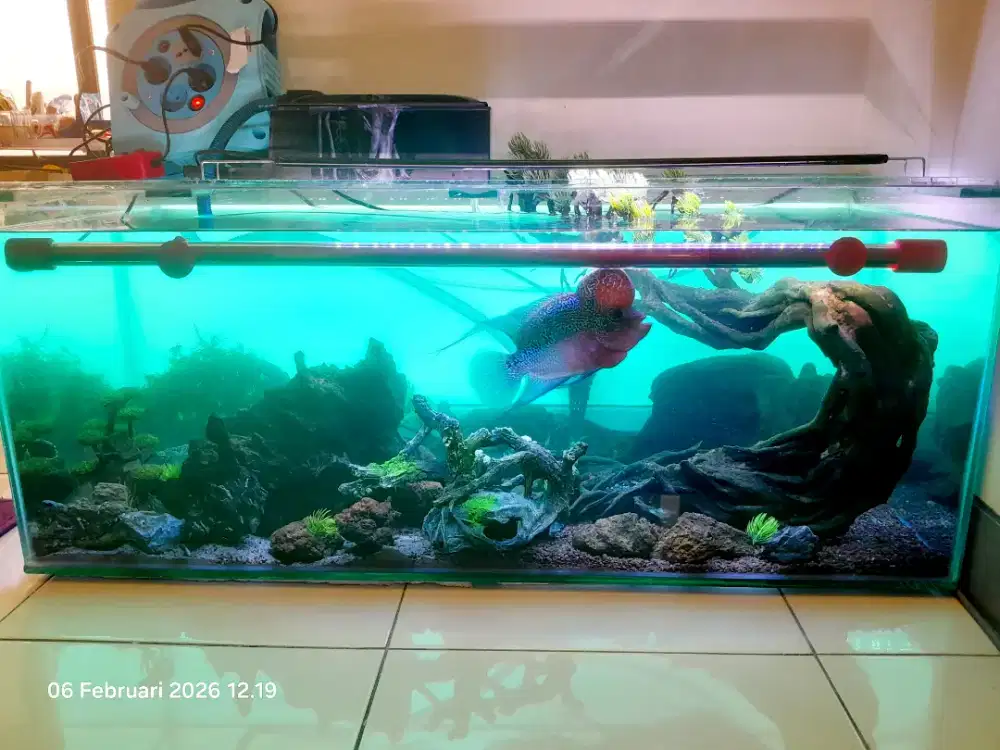 Aquascape aquarium dan louhan