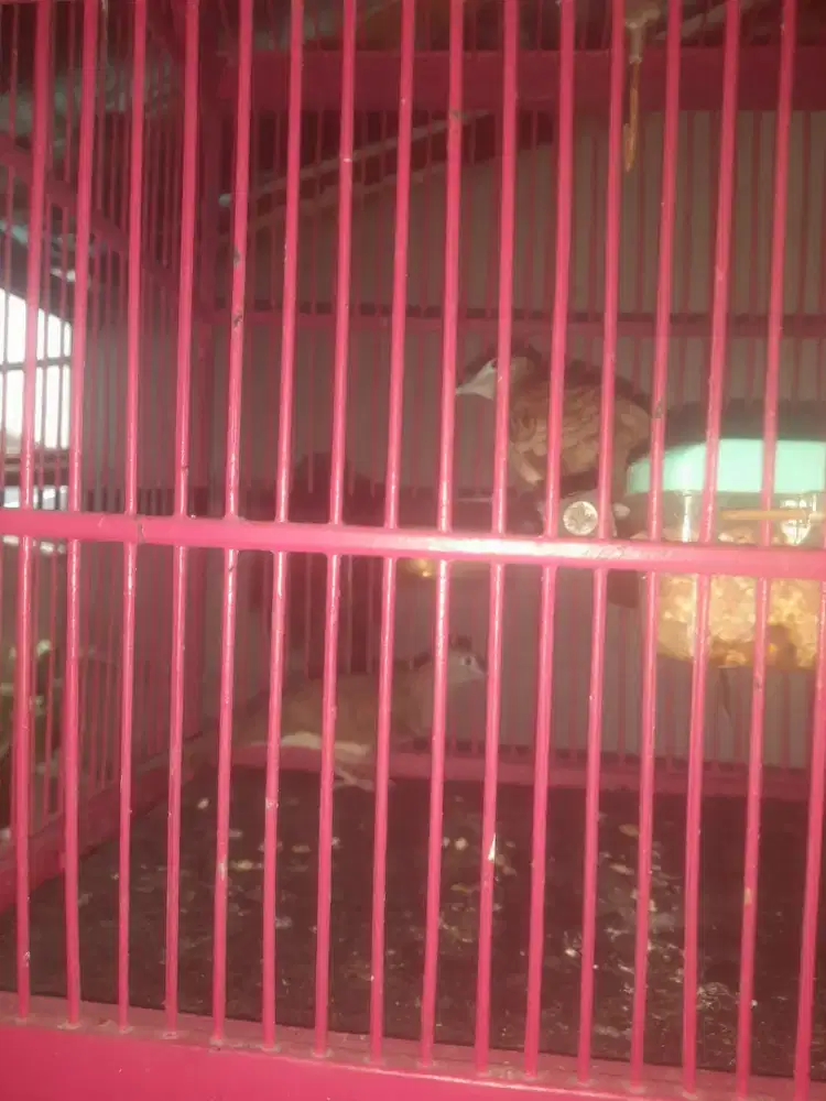 Perkutut crosing banyu muil dudah gacor  ngerot terasan rawatan 8bulan