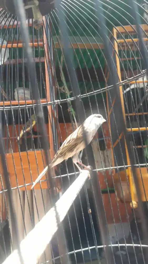 Kenari strblue gacooorr