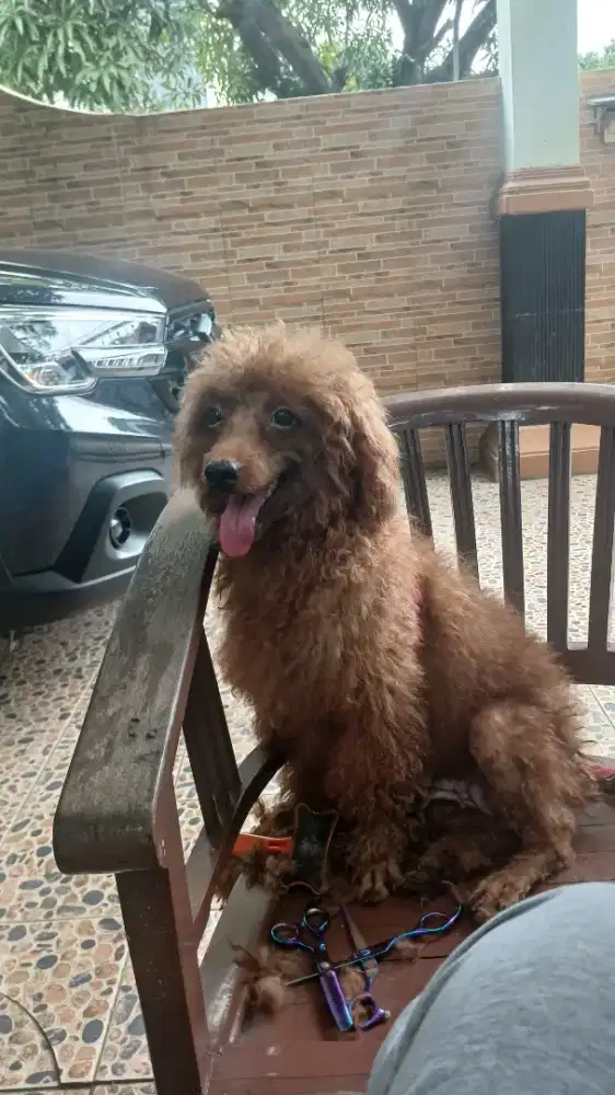 Poodle indukan stb