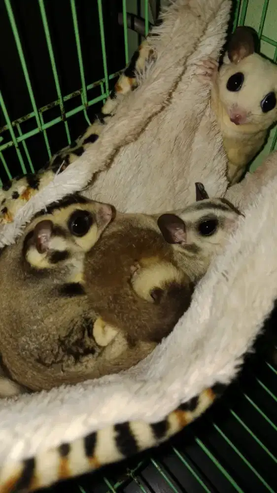 Jasa mandiin sugar glider panggilan dan penitipan