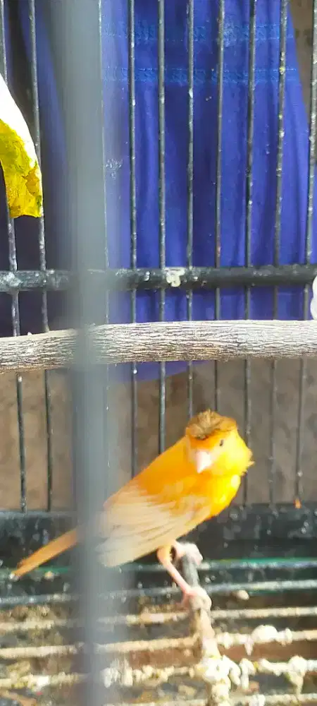 Kenari jambul orange anak