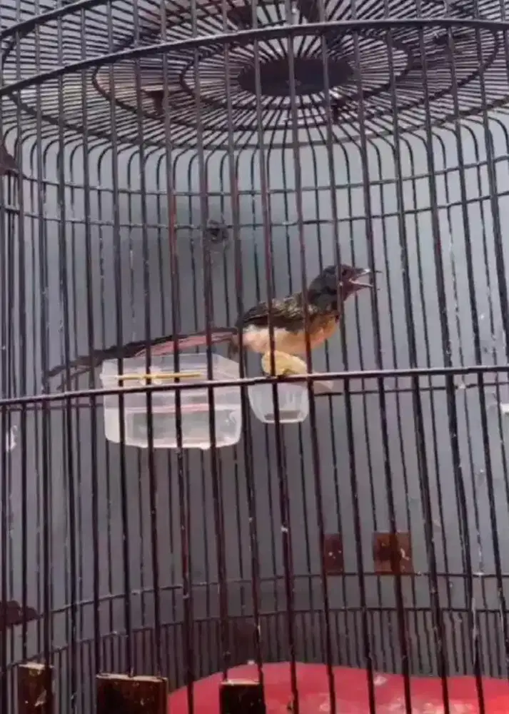 murai batu trotol jantan trah ekor panjang 40x20cm dds line