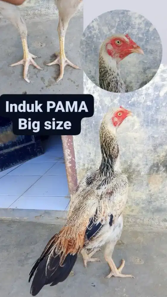 Induk Pama lg bertelur