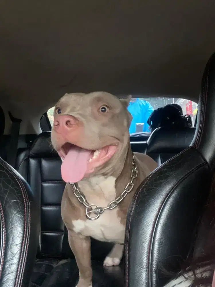 Pitbull Lilac jantan