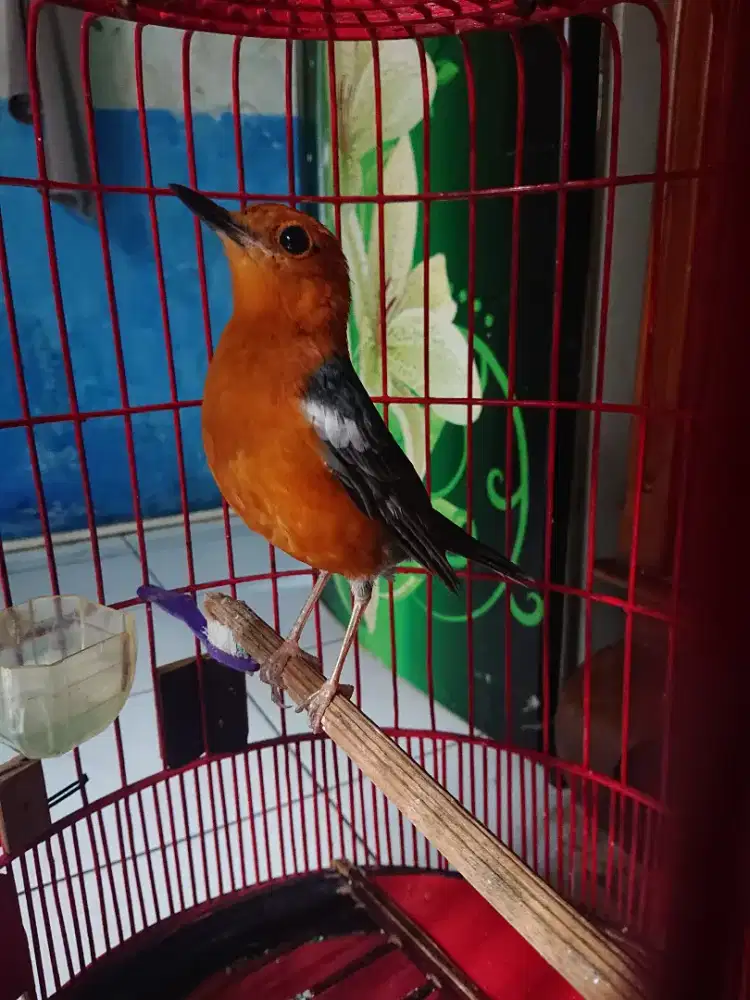 Anis merah fs nominus