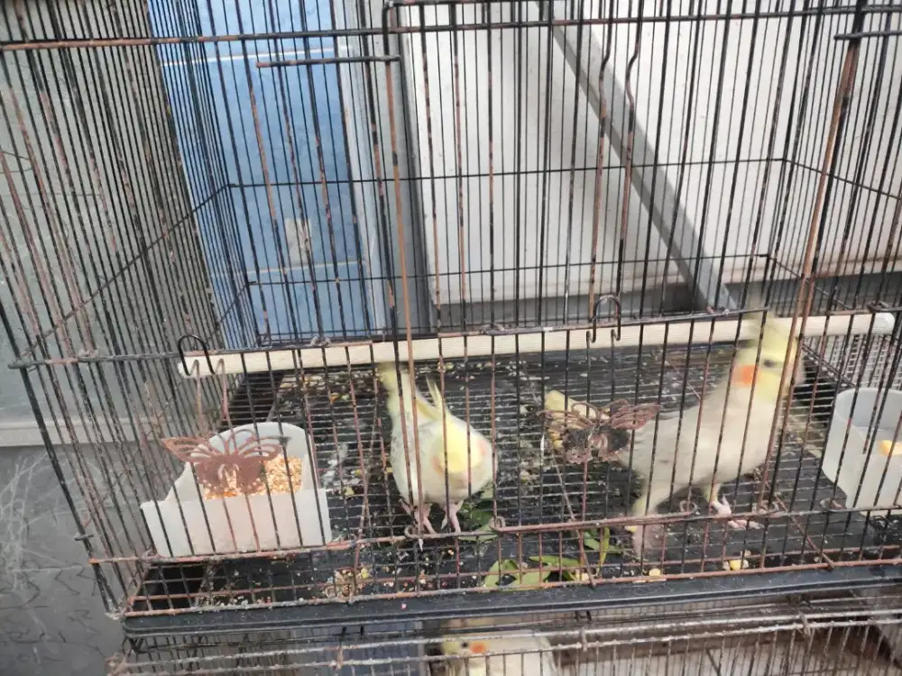 Parkit Australia Indukan (betina) (net)