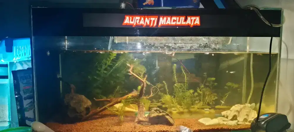 Aquarium 65x35x30