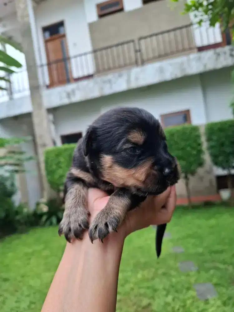 Anjing Golden Retriver hitam jantan dan betina