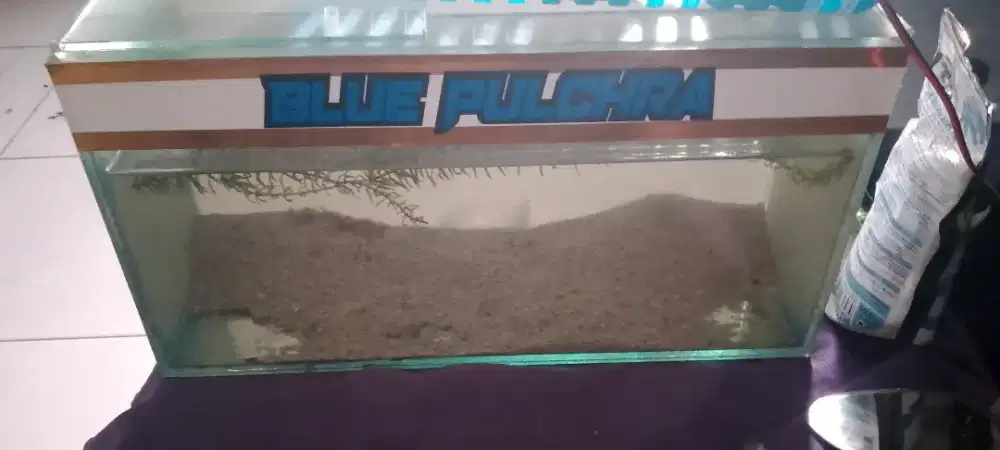 Chana blue pulcra+tank