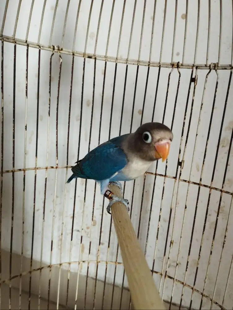 Burung Lovebird / LB