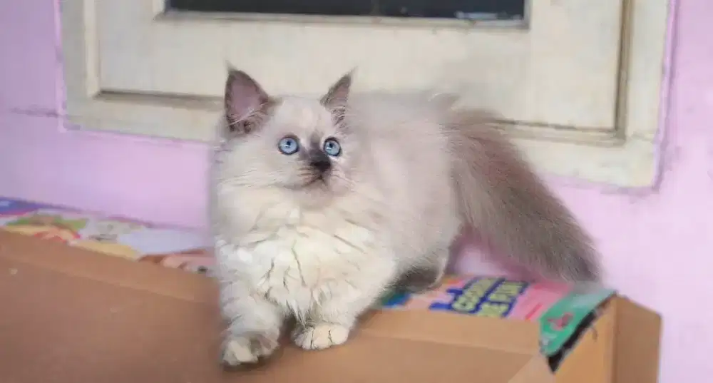 Kucing kitten munchkin blue point/motif himalaya betina