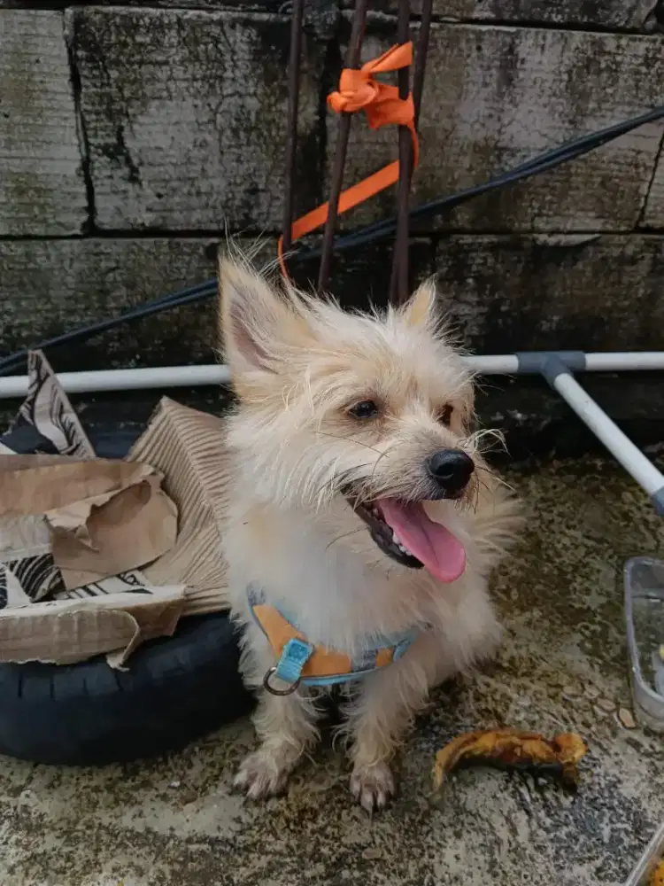 Jual dogi cairn terrier