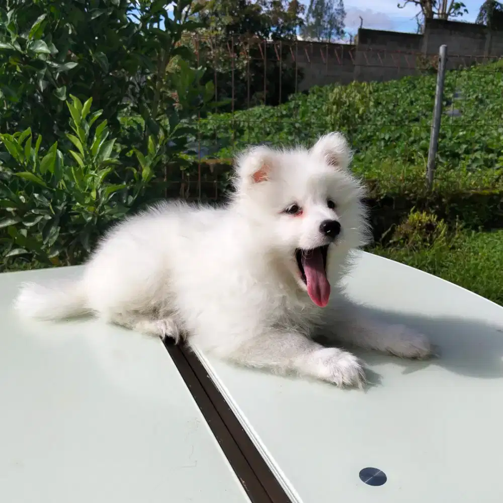 Anakan Samoyed  termurah