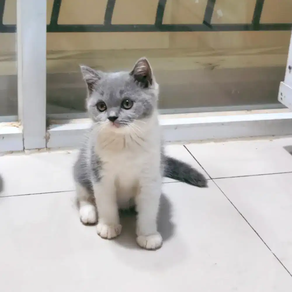 British Short Hair Bico Blue kitten