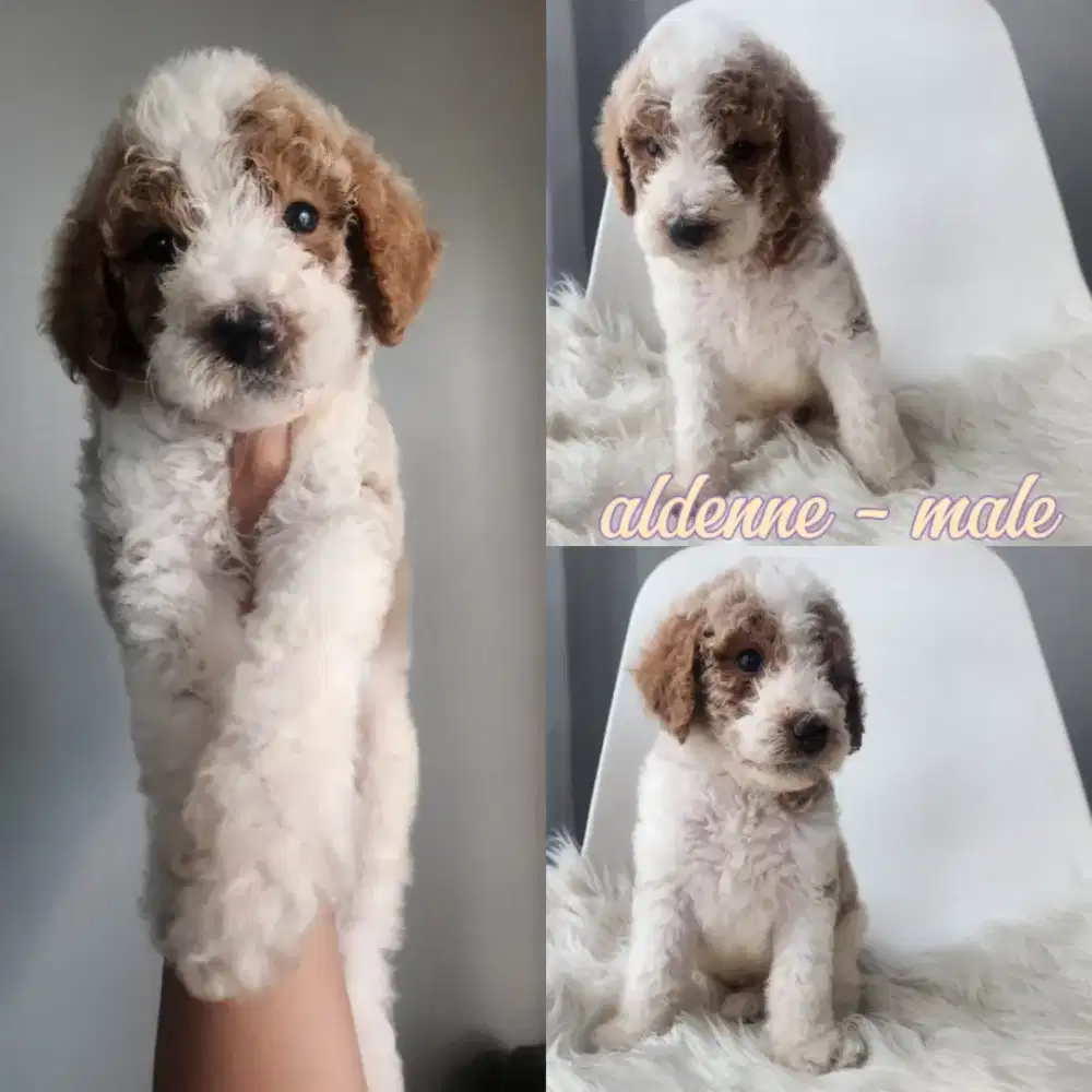 Puppies Giant Poodle