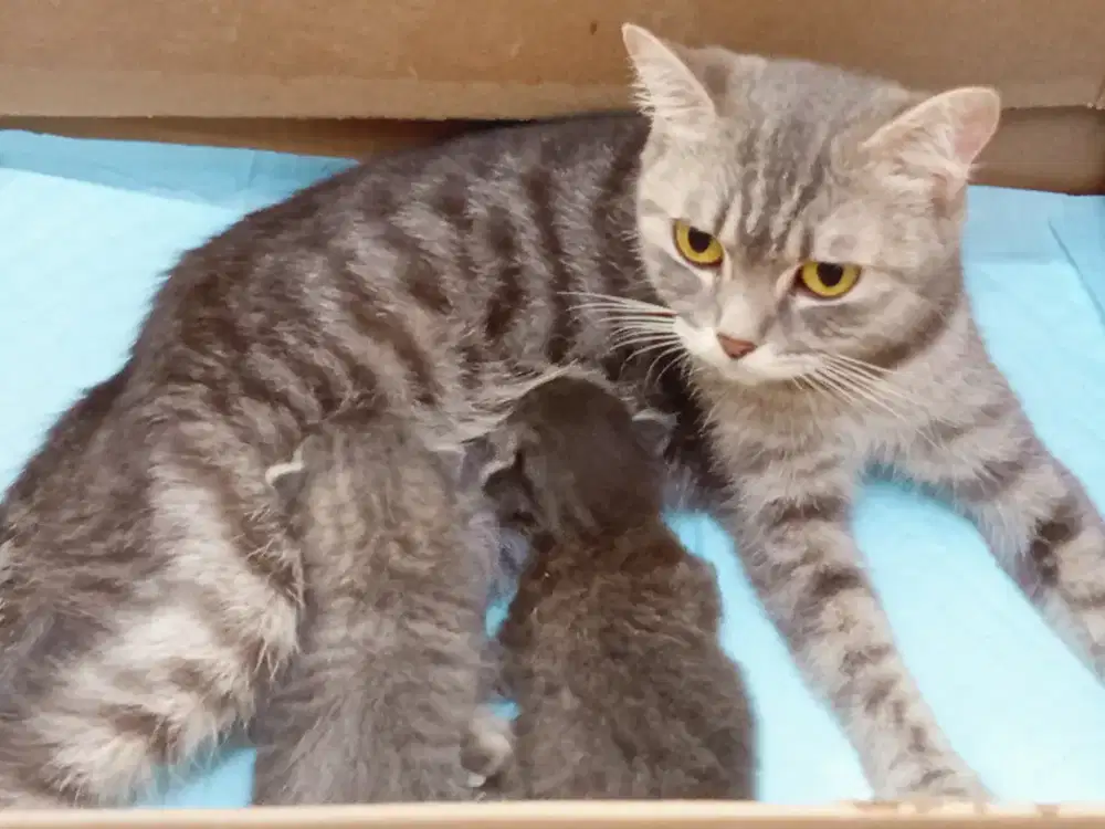 British Shorthair Blue Tabby+anak 2