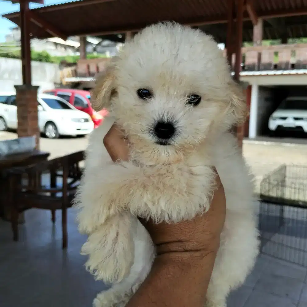 Anakan Poodle apricot kecil bagus termurah