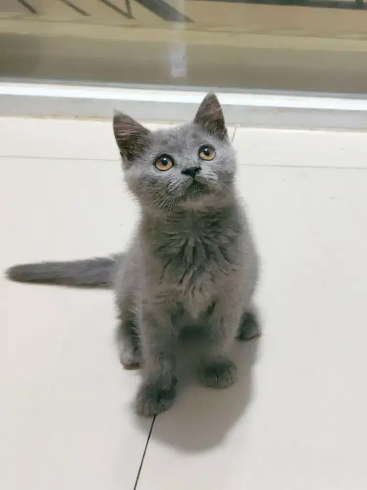 Kucing BRITISH SHORT HAIR BLUE KITTEN