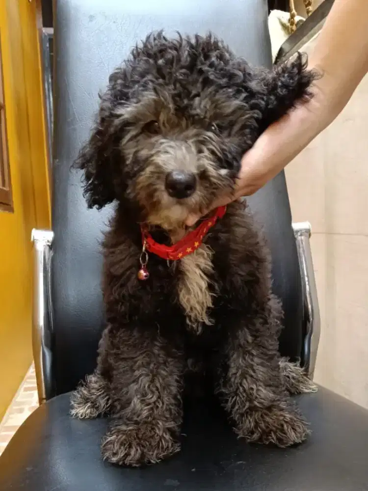 Mini Poodle 3 bulan
